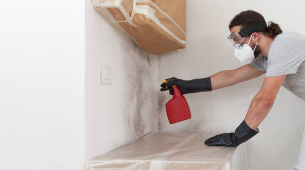 Professional Mold Cleanup technician working in Mead, WA