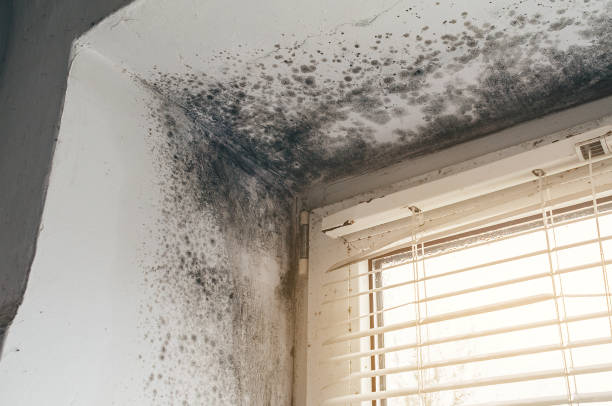 Affordable Mold Cleanup solutions in Mead, WA